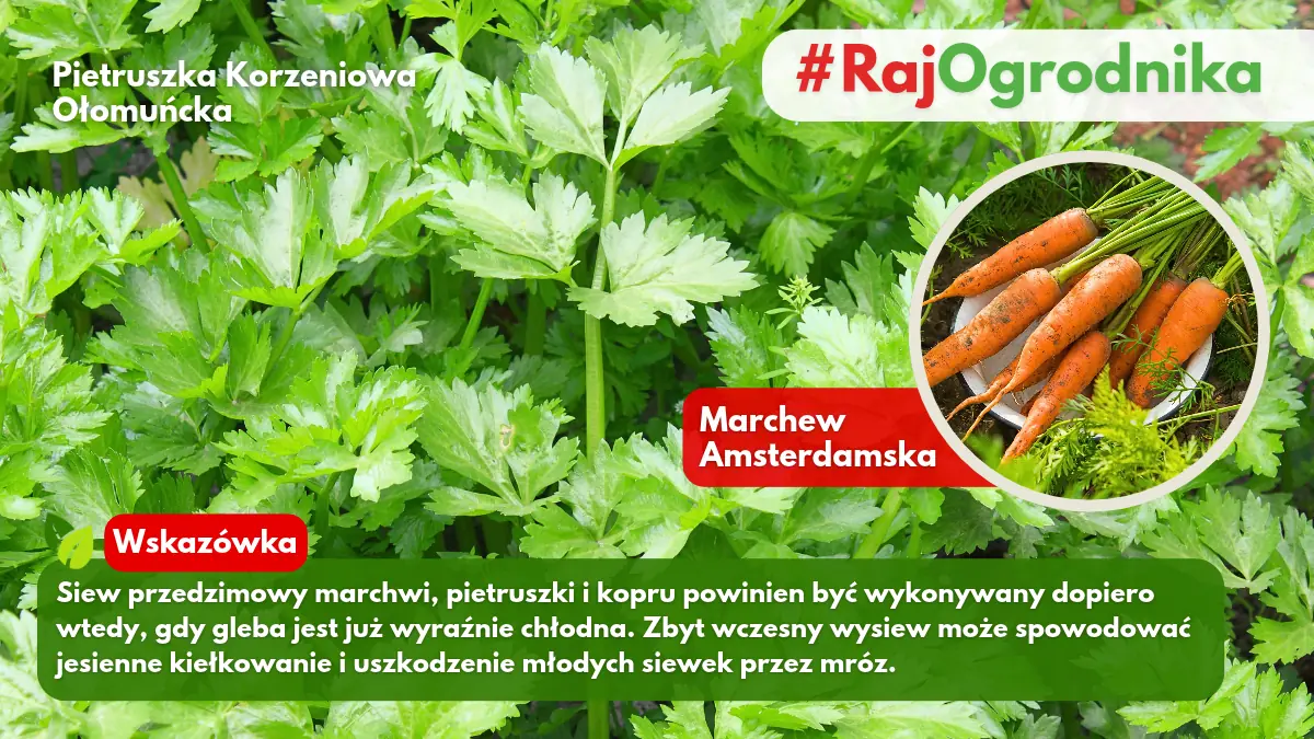 Jesienny wysiew warzyw w ogrodzie blog sklep rajogrodnika